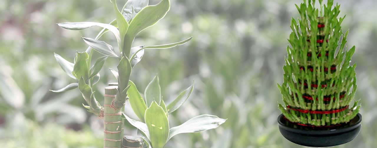 Lucky Bamboo Plant